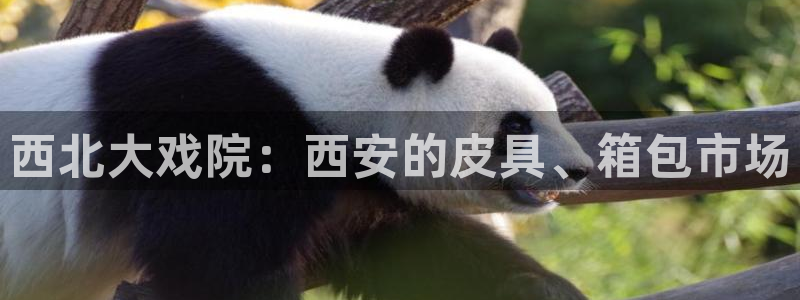 辣椒娱乐卧龙凤雏