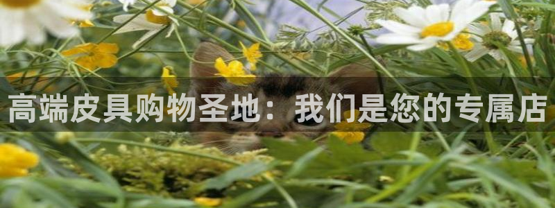 卧龙区夜晚娱乐